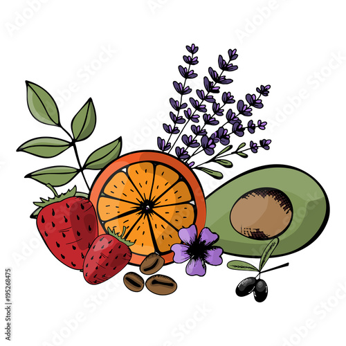 Vector, ingredients for organic, bio, eco-friendly cosmetics. natural fruits and herbs. Avocado, strawberry, citrus, lavender