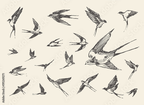 flock birds flying swallows drawn vector sketch