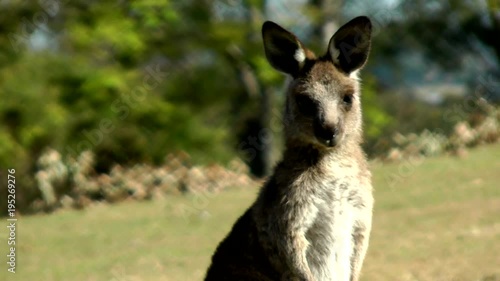 Australia - Kangaroos