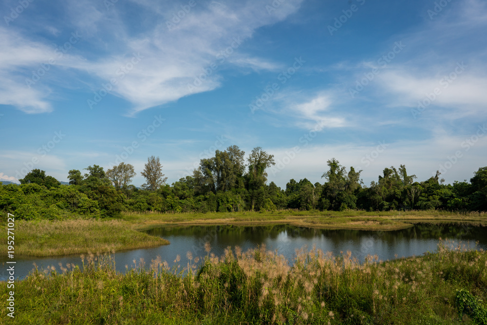 Fototapeta premium Tree and river, Beautiful landscape with blue sky in morning time.