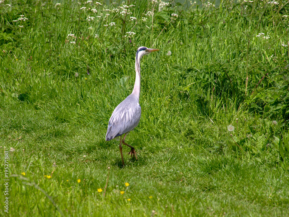 Fototapeta premium Grey heron stands on the bank of the Shropshire Union Canal in England.