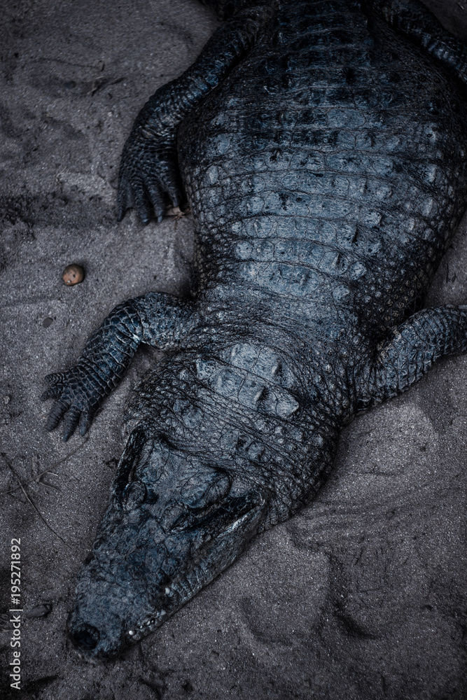 Fototapeta premium Reptilia II