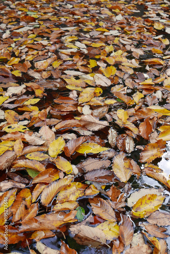 Herbstblätter schwimmen auf Wasseroberfläche © Dietlinde DuPlessis