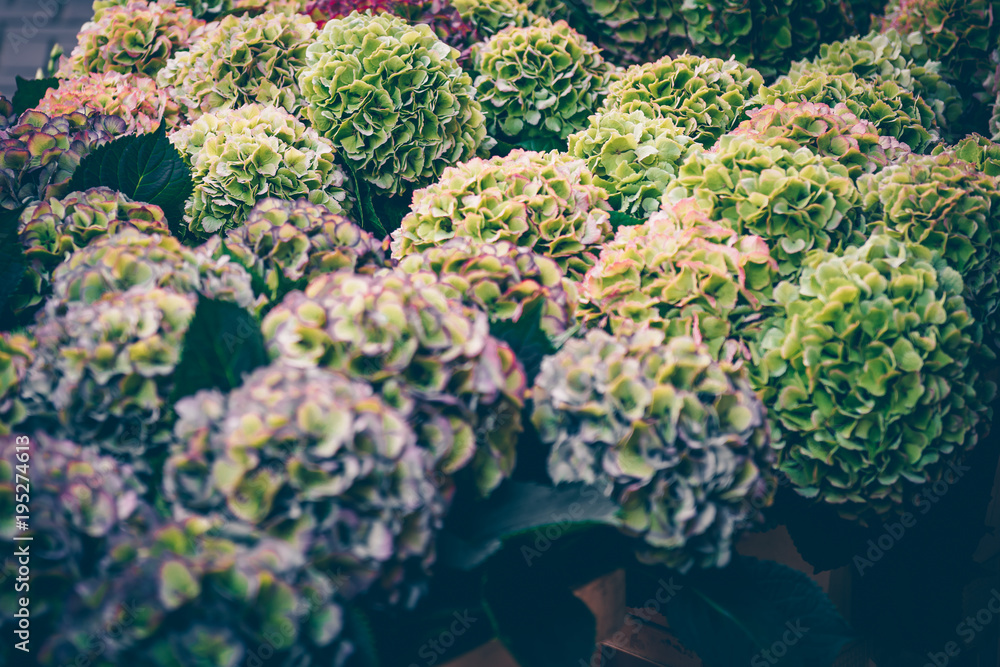 Hydrangea flowers