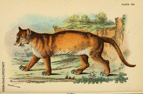 Illustration of predatory cat.