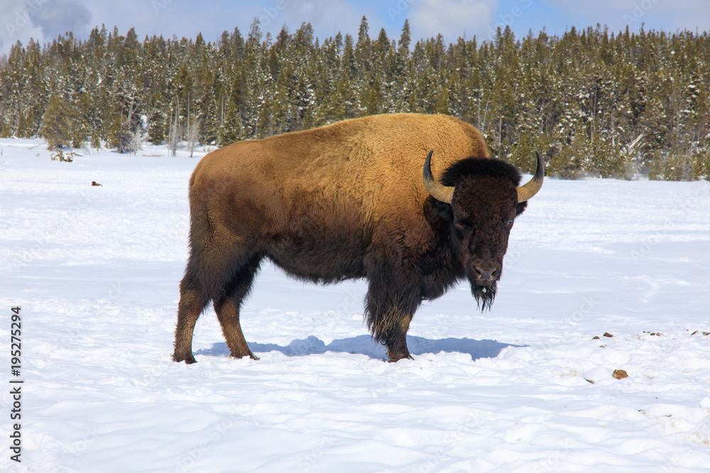Standing staring Bison on Winter Landscape Standing staring Bison on Winter Landscape