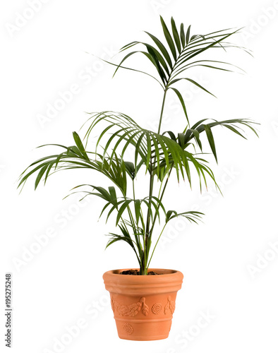 Kenzia Palm Plant on Ordinary Brown Pot