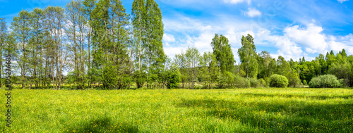 Grass field, green spring landscape of meadow with flowers