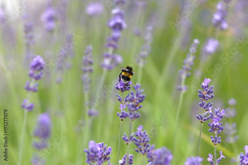 Blue lavender flower  latin name  Lavandula  a bumblebee and vibrant green out of focus background
