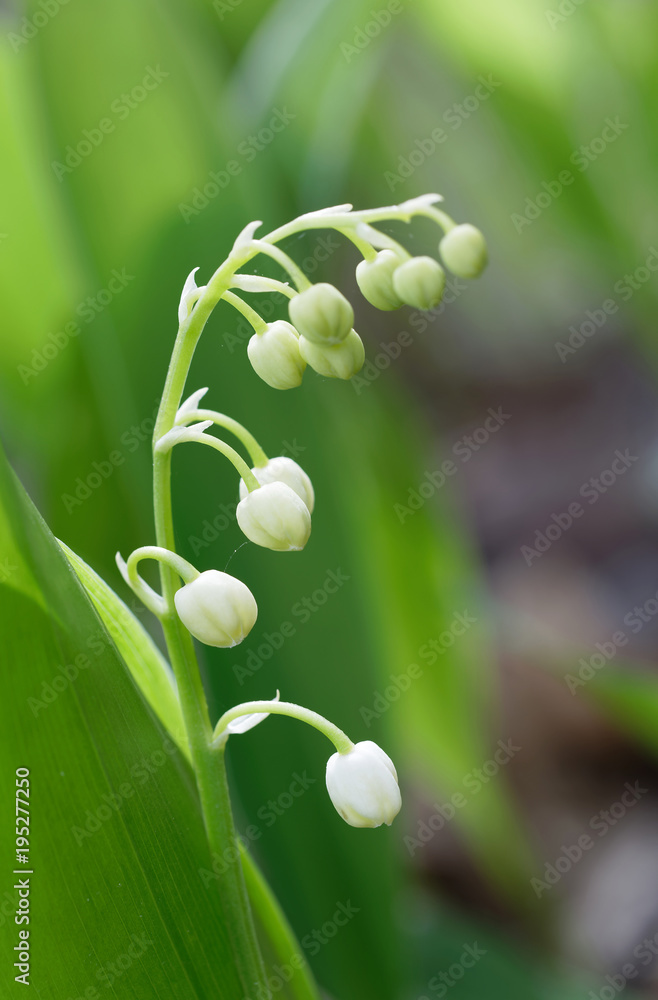 Obraz premium Closeup of Lily of the Valley flower (latin name: Convallaria majalis) during early spring