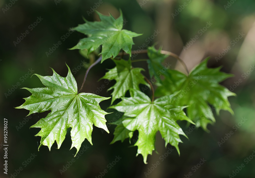 Branch of Maple tree with bright green color during early spring Branch of Maple tree with bright green color during early spring