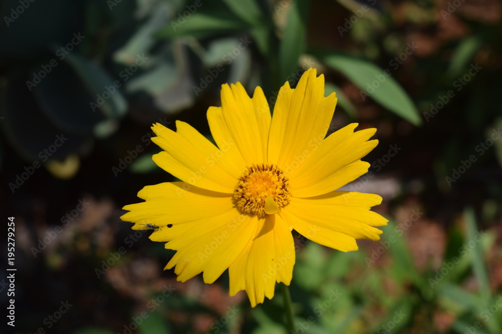 Obraz premium Beautiful yellow flower