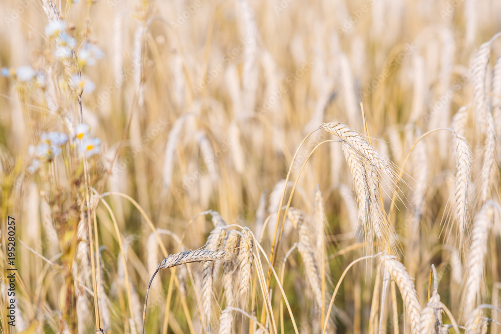 Fototapeta premium Field of golden wheat, ripe, harvest