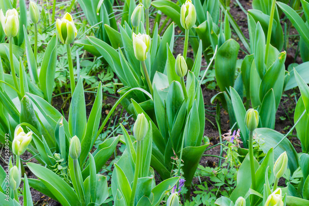 Obraz premium Grüne Tulpen