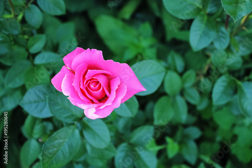 Wallpaper Mural Pink rose in the garden, Torontodigital.ca