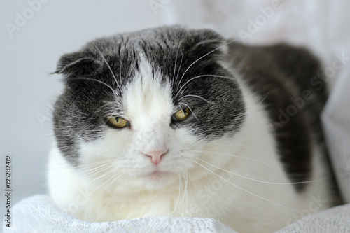 Serious scottish cat sitting on a windowsill with a clever face