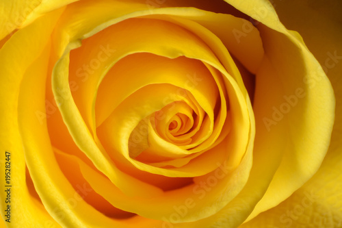 Photo of a yellow blooming rose, macro, close-up