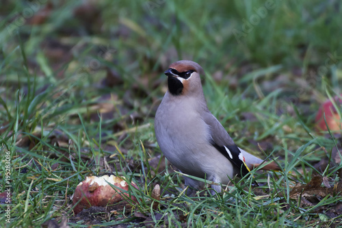Obraz na płótnie Bohemian waxwing (Bombycilla garrulus) w salonie
