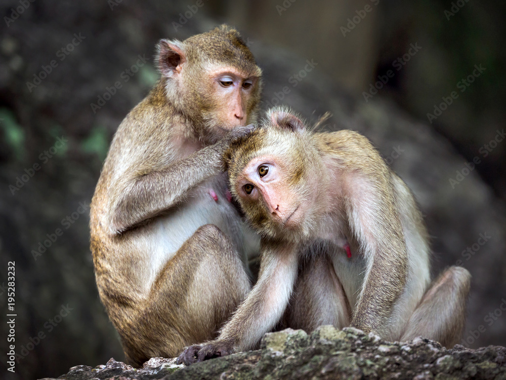 Family of monkeys in the forest.