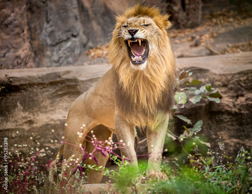 Male lions roaring, standing on the natural environment of the zoo.