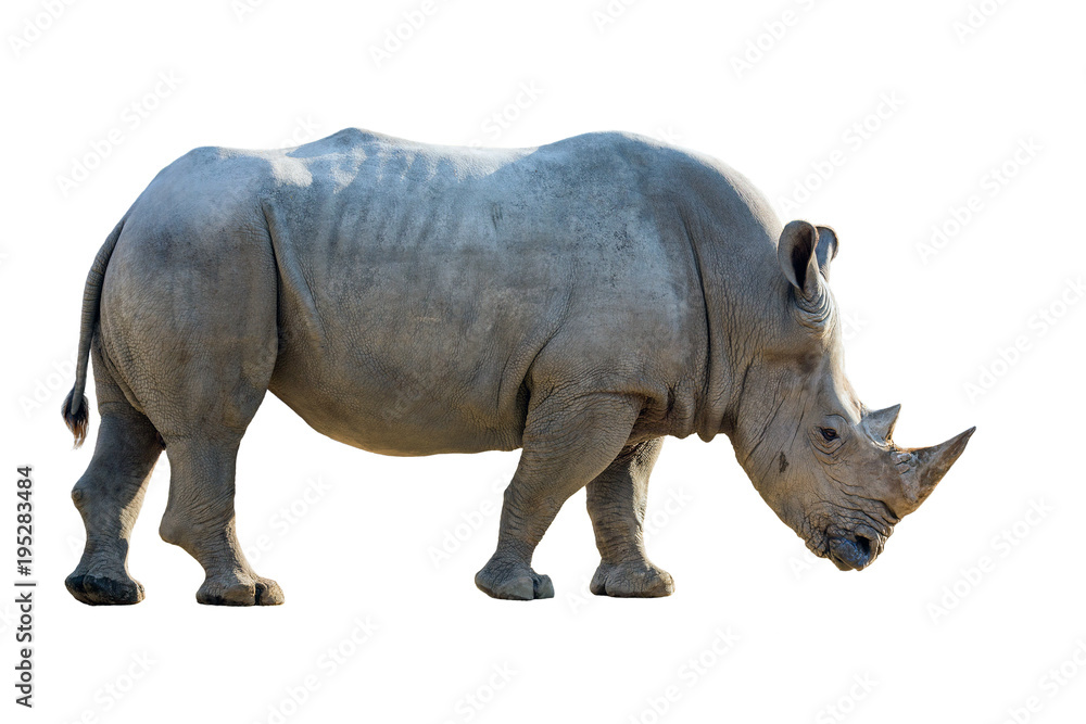 Portrait of a white rhinoceros on a white background. Portrait of a white rhinoceros on a white background.