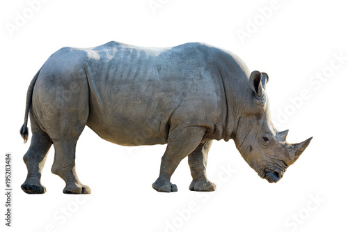 Portrait of a white rhinoceros on a white background.