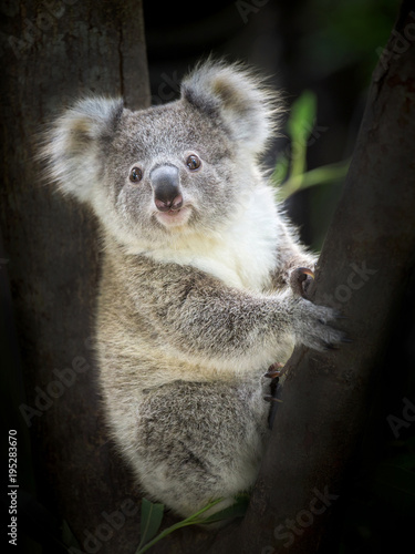 Baby koala bear sitting on a tree.