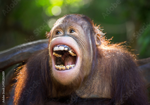 Canvas Print The orangutan is laughing happily.