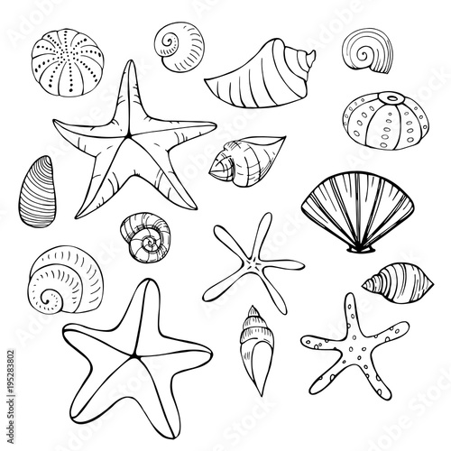 Starfish and seashells. Vector sketch  illustration.