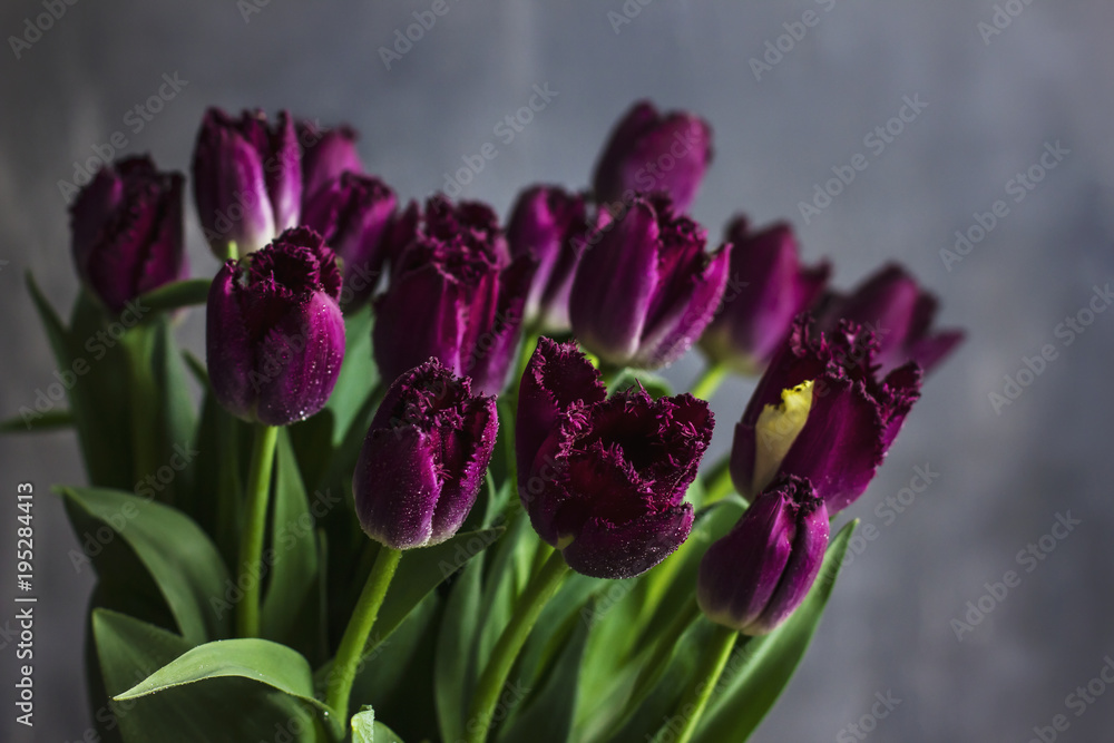 Purple Terry tulips with water drops on dark background Purple Terry tulips with water drops on dark background