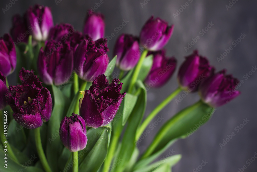 Purple Terry tulips with water drops on dark background Purple Terry tulips with water drops on dark background