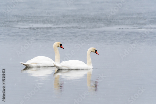 Couple of colorful swans