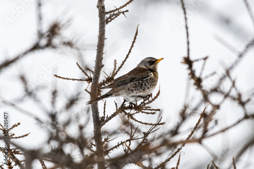 Fieldfare bird portrait