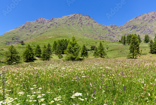 Green meadow with flowers and mountains on background in Italy. © Rostislav Glinsky
