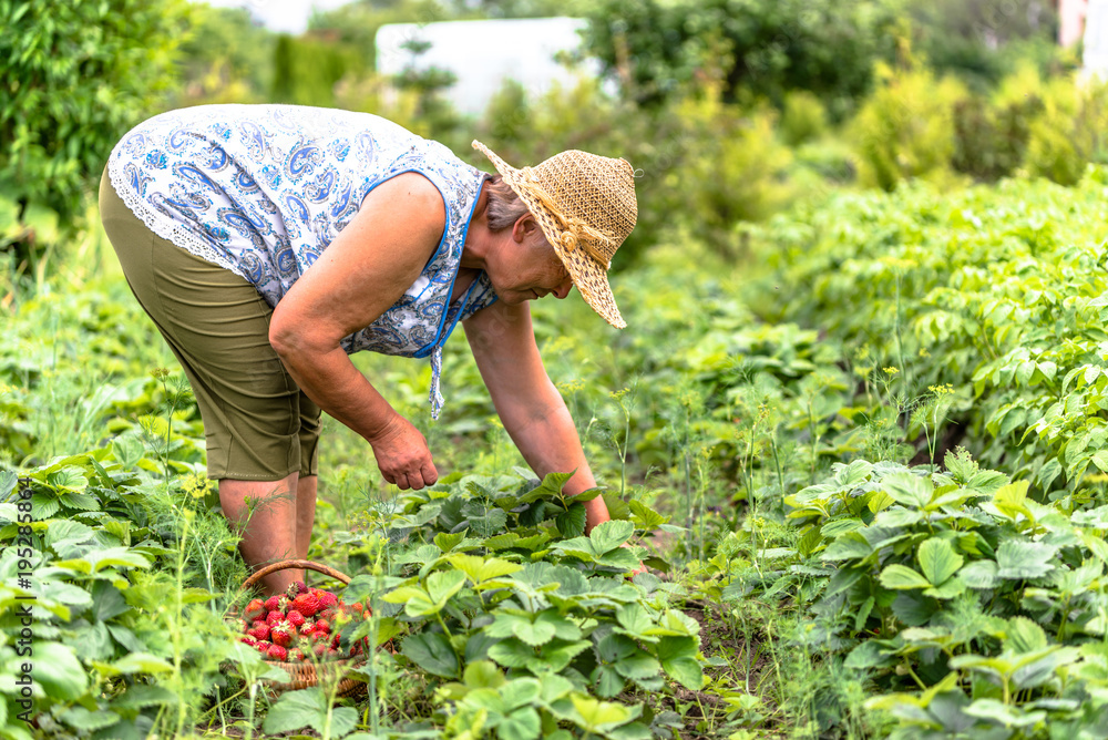 Senior farmer on strawberry farm, harvest of strawberries to the basket, organic farming concept Senior farmer on strawberry farm, harvest of strawberries to the basket, organic farming concept
