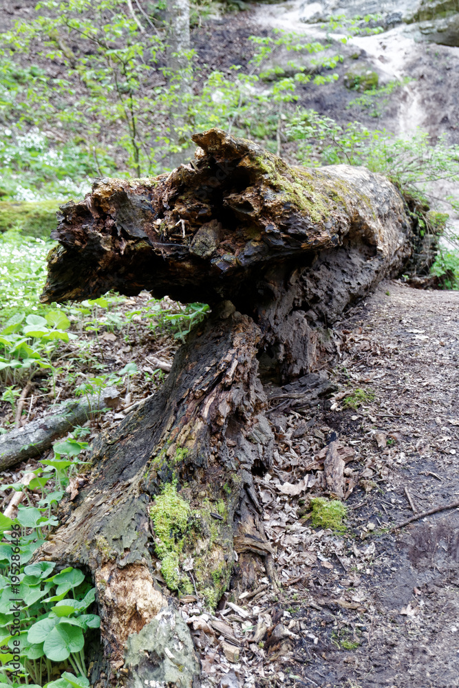 Decomposition Decomposition