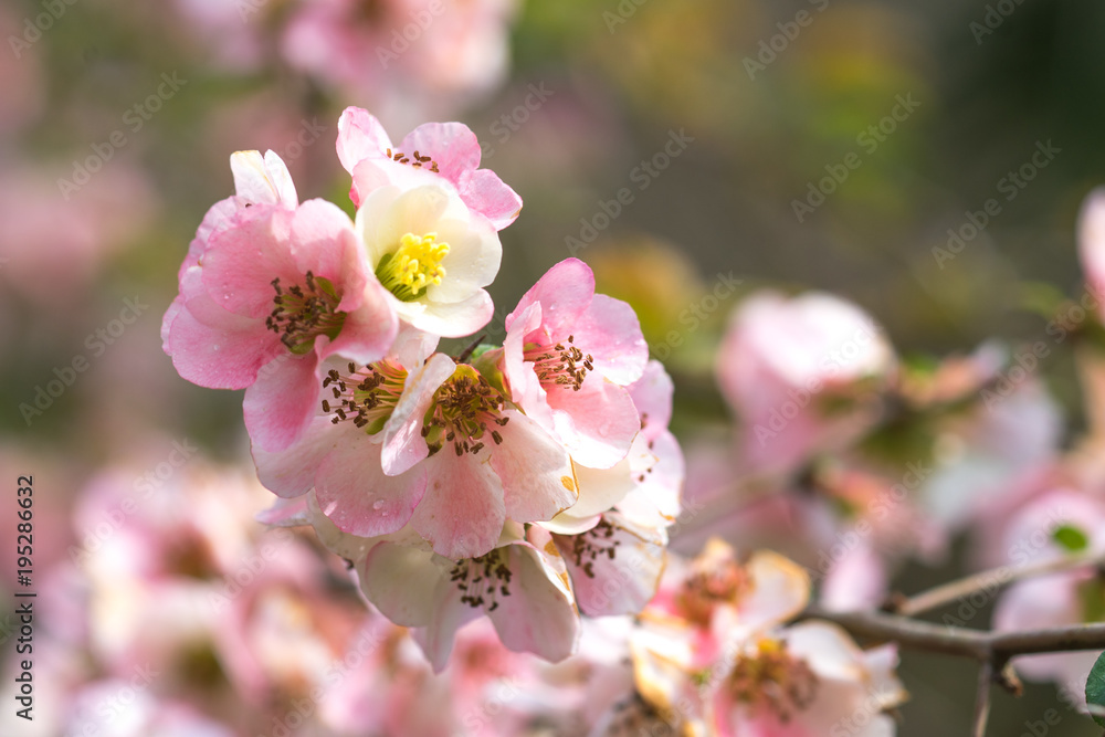 Spring flowers of the Japan quince on the long branches on a light background