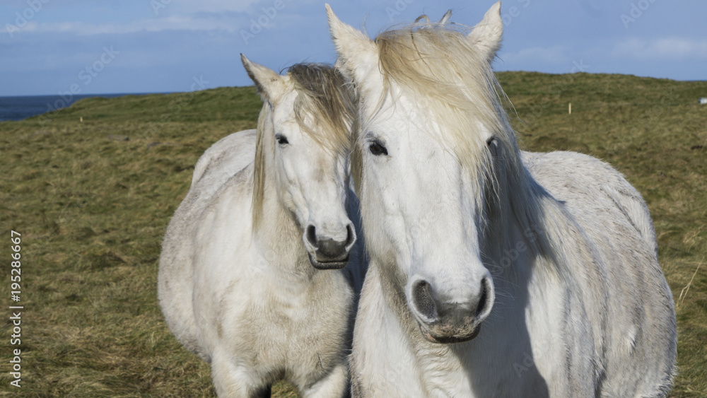 Two white horses on irish fields