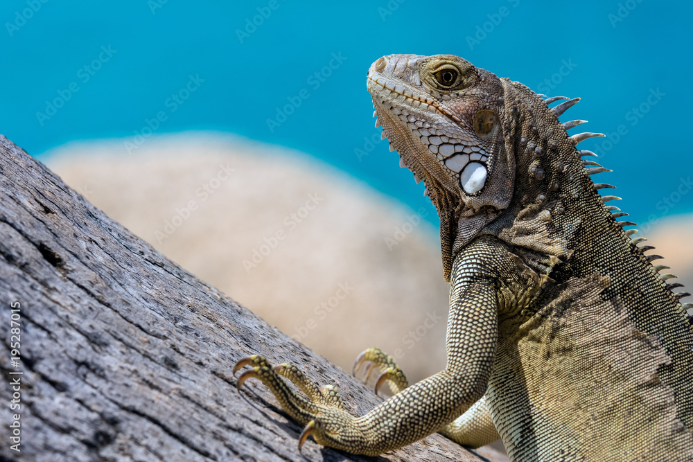 Iguana is a genus of herbivorous lizards that are native to tropical areas of Mexico, Central America, South America, and the Caribbean. Iguana is a genus of herbivorous lizards that are native to tropical areas of Mexico, Central America, South America, and the Caribbean.