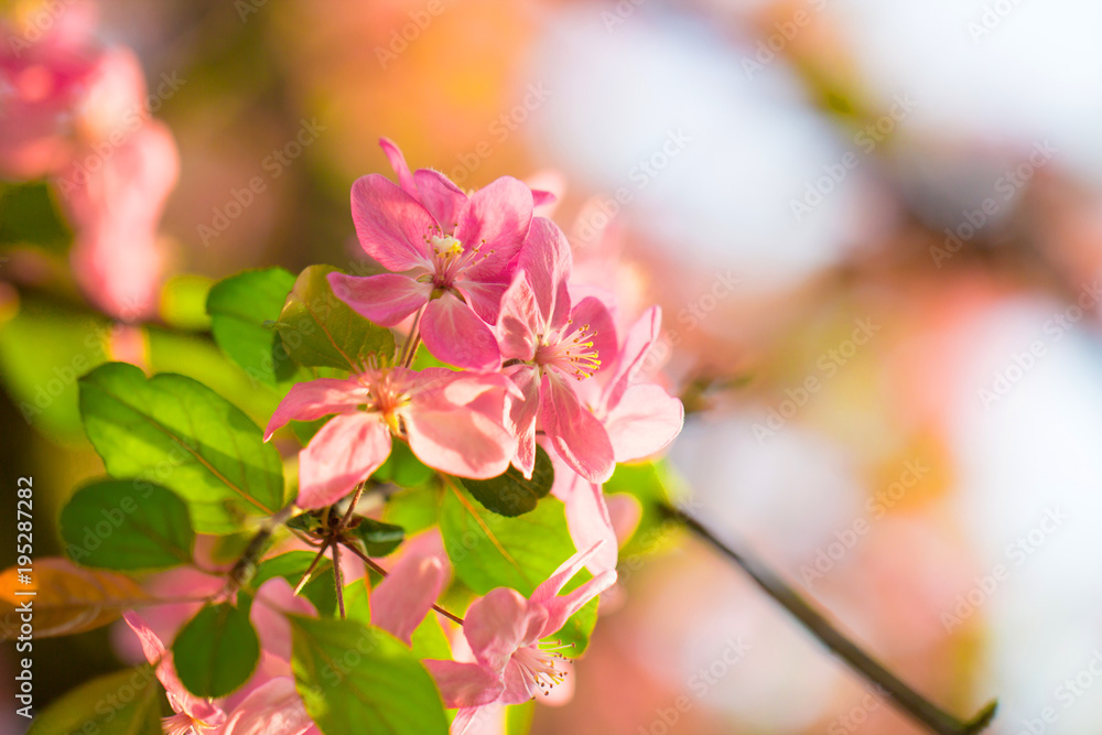 Fresh pink cherry flower as a dreamy soft light background