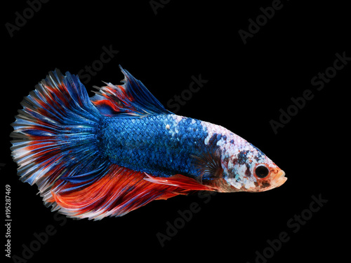 Canvas Print beautiful dark blue Thai fighting fish swimming with long fins and red white colorful long tail gene