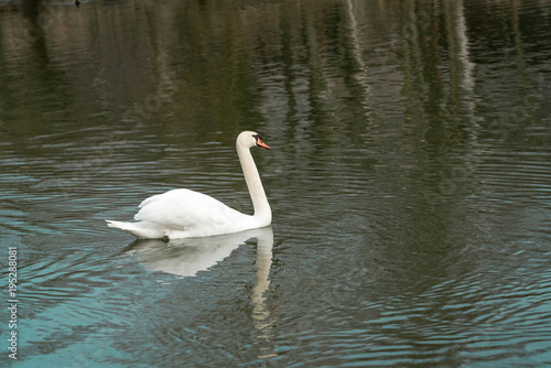 beautiful white swan