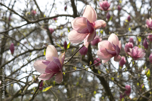 Spring flowers of pink Magnolia on long branches on light background photo