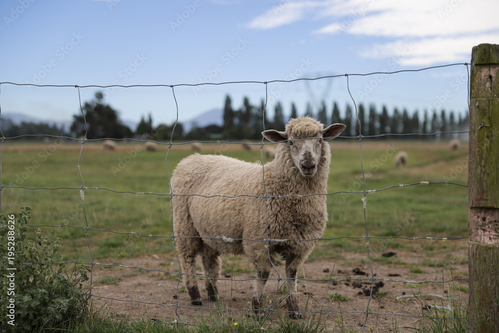 A sheep stared at me