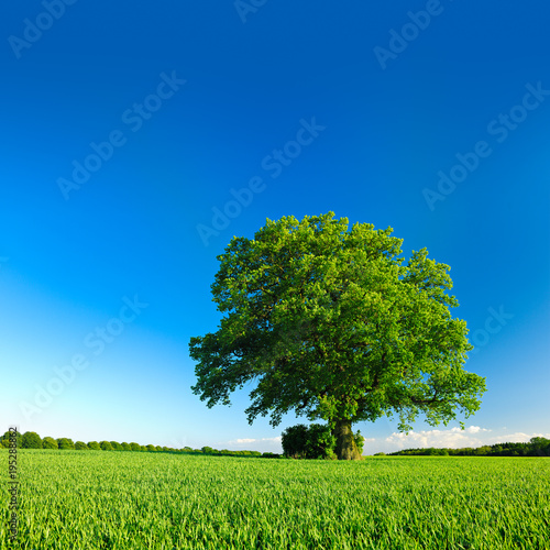 Große solitäre Eiche, grünes Feld, blauer Himmel