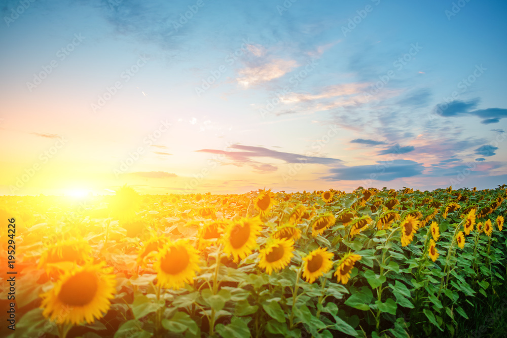 Fototapeta premium A plantation of beautiful yellow-green sunflowers after sunset at twilight against a beautiful light sky with fluffy clouds