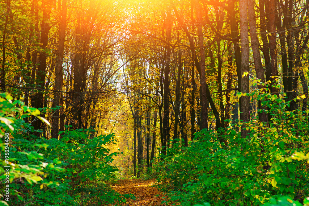 Fototapeta premium Bright and colorful landscape of autumn forest trail covered with leaf