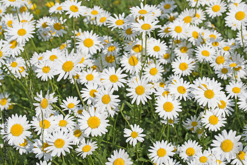 Margeriten  Leucanthemum  Wiesen-Margeriten