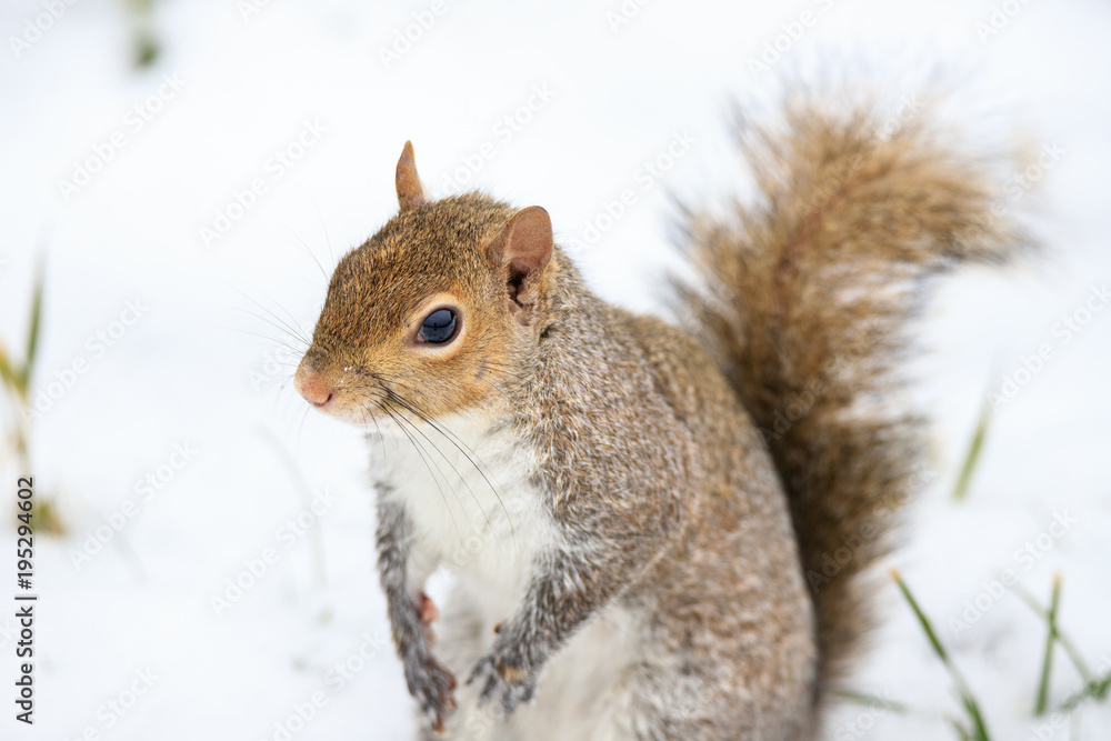 Obraz premium scoiattolo grigio (Sciurus carolinensis)