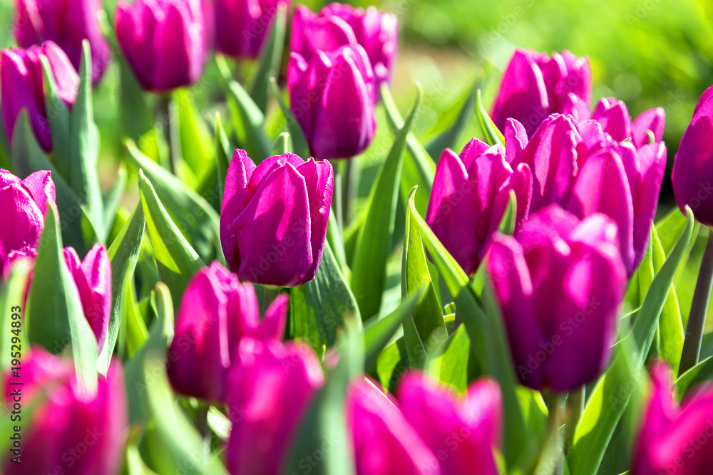Tulip. Beautiful bouquet of tulips. colorful tulips. tulips in spring,colourful tulip Tulip. Beautiful bouquet of tulips. colorful tulips. tulips in spring,colourful tulip